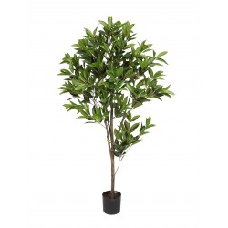 LAUREL